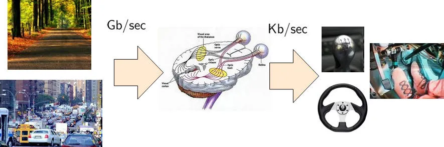 A flow diagram: photographs of a forest road and of city traffic feed an arrow labelled Gb/sec into an anatomical drawing of the human visual pathway, from which an arrow labelled Kb/sec leads to a gear lever, a steering wheel and a driver's hands at the wheel