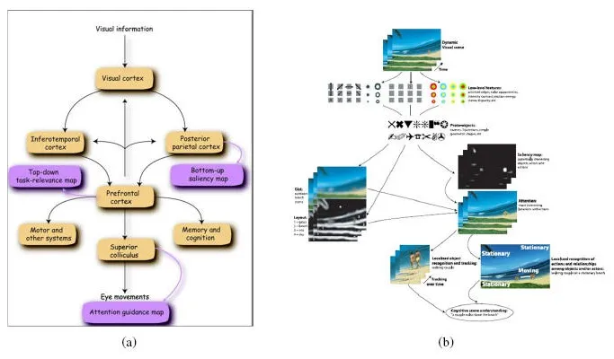(a) The main informational pathways of the human visual cortex, in which information leaves the visual cortex along an occipital-temporal "what" stream and an occipito-parietal "where/how" stream, with a top-down task-relevance map and a bottom-up saliency map meeting at the prefrontal cortex. (b) A computational architecture that mimics those pathways, blending stimulus-driven and goal-driven cues to build a saliency map, direct attention, and recognize objects and actions over time
